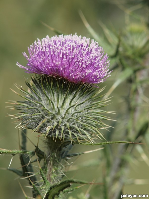 thistle with webs