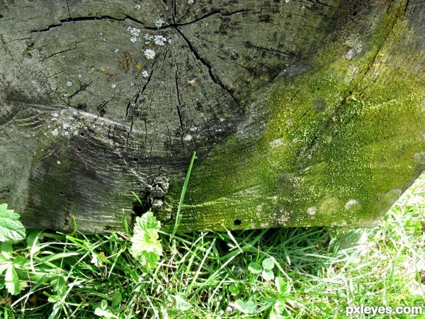 weeds under the tree trunk