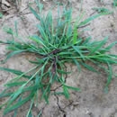 weeds photography contest