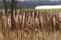 Cattails