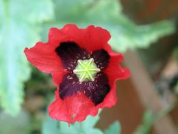 Common Poppy