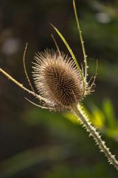 Dryweeds