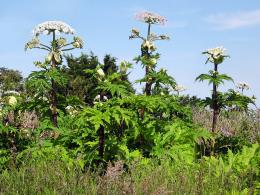 Giant Hogweed