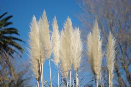 Pampas Grass