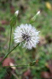 PuffyWeed