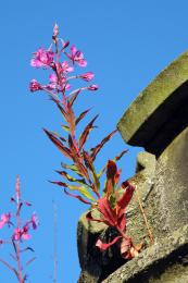 Rosebay Willowherb