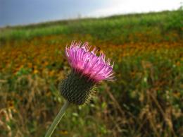 Single Thistle Picture