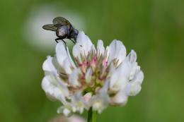 Small lawn flower