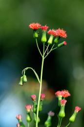 Summer thistle Picture