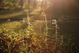 Sunlit Weeds