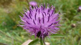 Thistle 