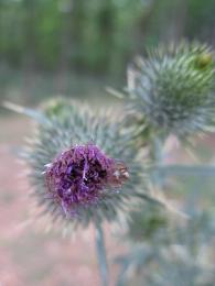 Thistle