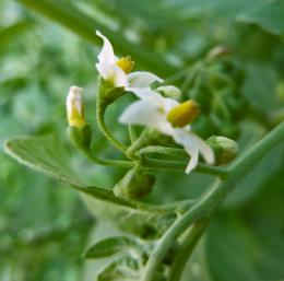 bloomingweed