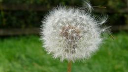 dandelion