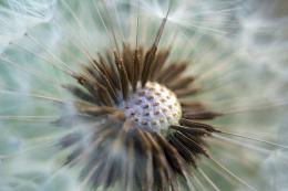 dandelion close up