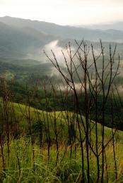 mountain weeds