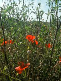 ofpoppiesandotherweeds