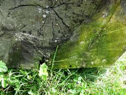 weeds under the tree trunk