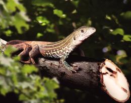 Lizard Picture