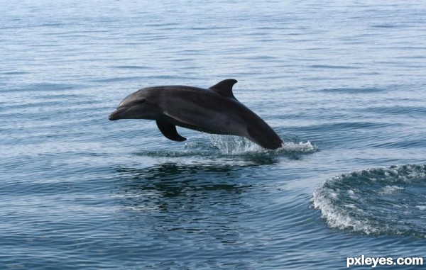 Creation of Dolphin Derby: Step 1