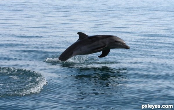 Creation of Dolphin Derby: Step 2