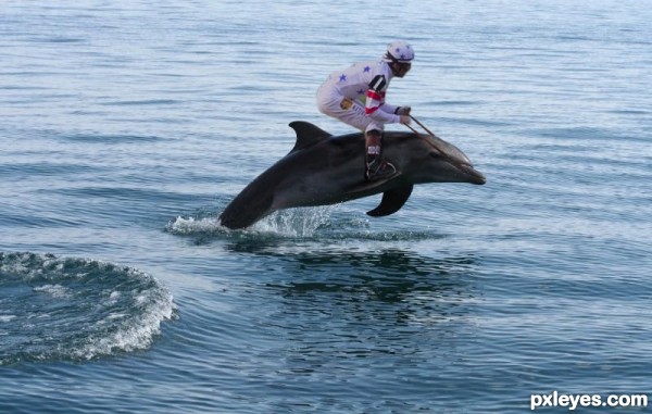 Creation of Dolphin Derby: Step 3