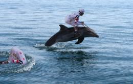 DolphinDerby