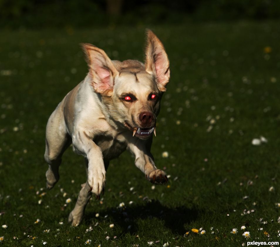 Charging Were-Labrador!