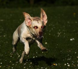 Charging Were-Labrador!