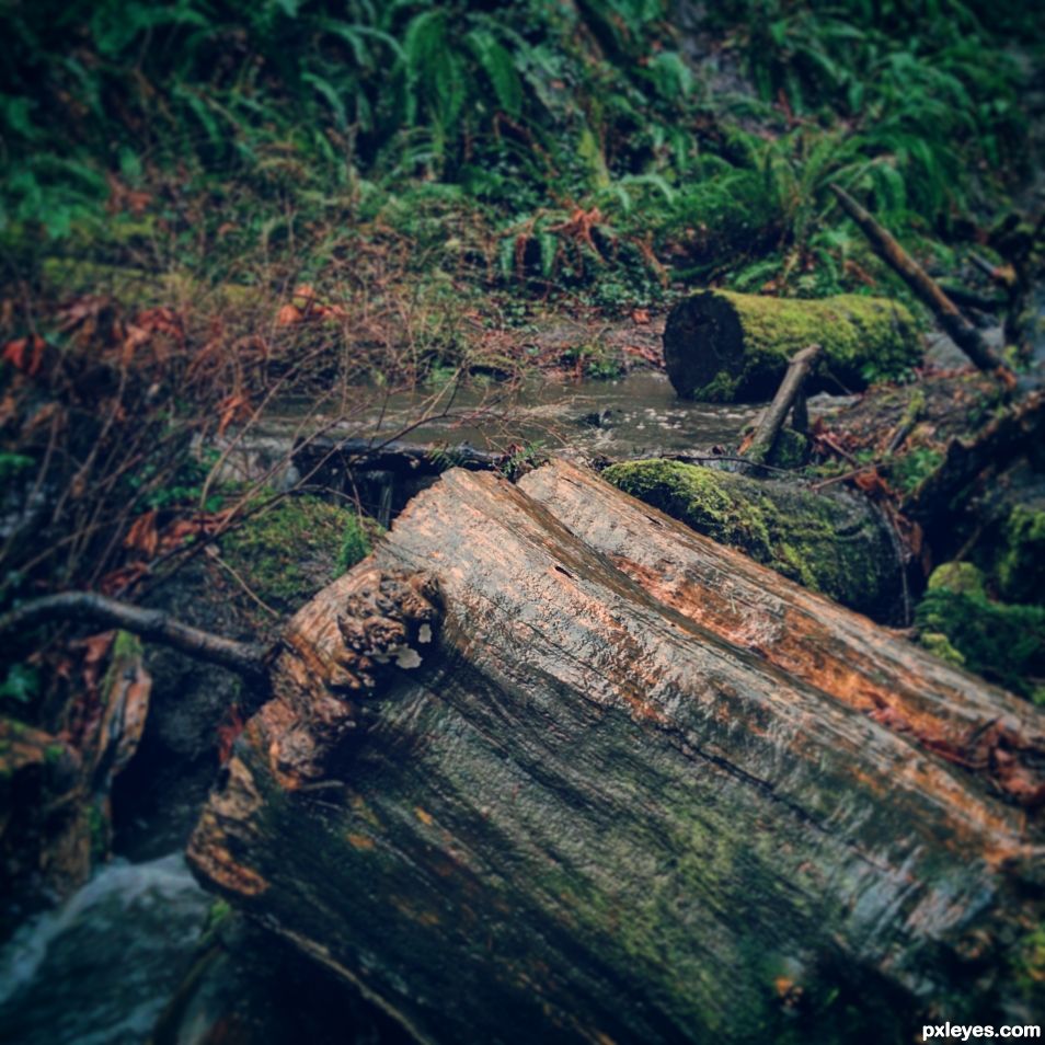 Rainy Day Hike