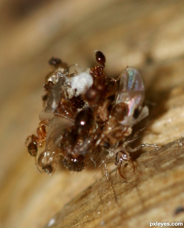 Lacewing Larvae