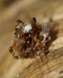 Lacewing Larvae