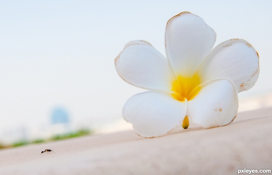 Ants and Flowers