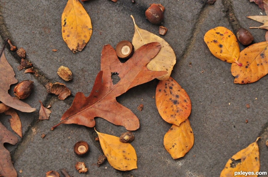 Fallen Leaves on a Stone Path