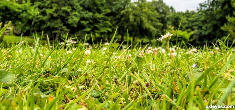 summer grass