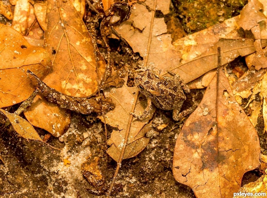 baby frogs in the leaves