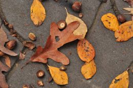 Fallen Leaves on a Stone Path