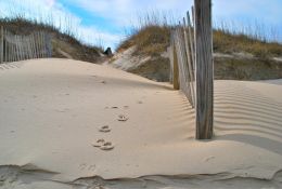 Sand Between Your Toes