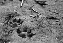 Traces