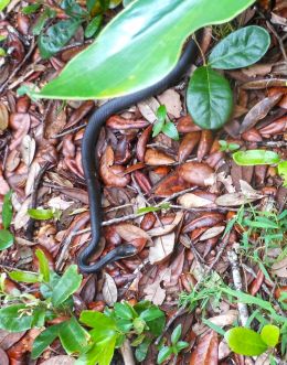 Friendly hiking trail