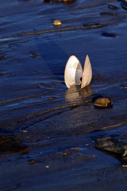 Beach Combing