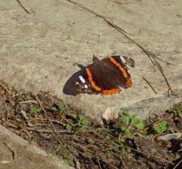 Last day of the butterfly