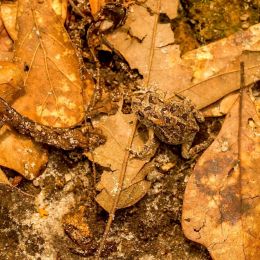 babyfrogsintheleaves