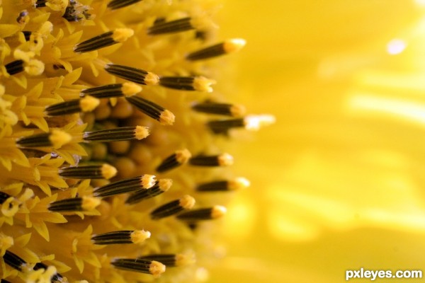 Inflorescence