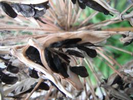 Agapanthus