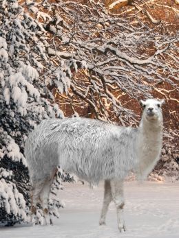 Snowy forest