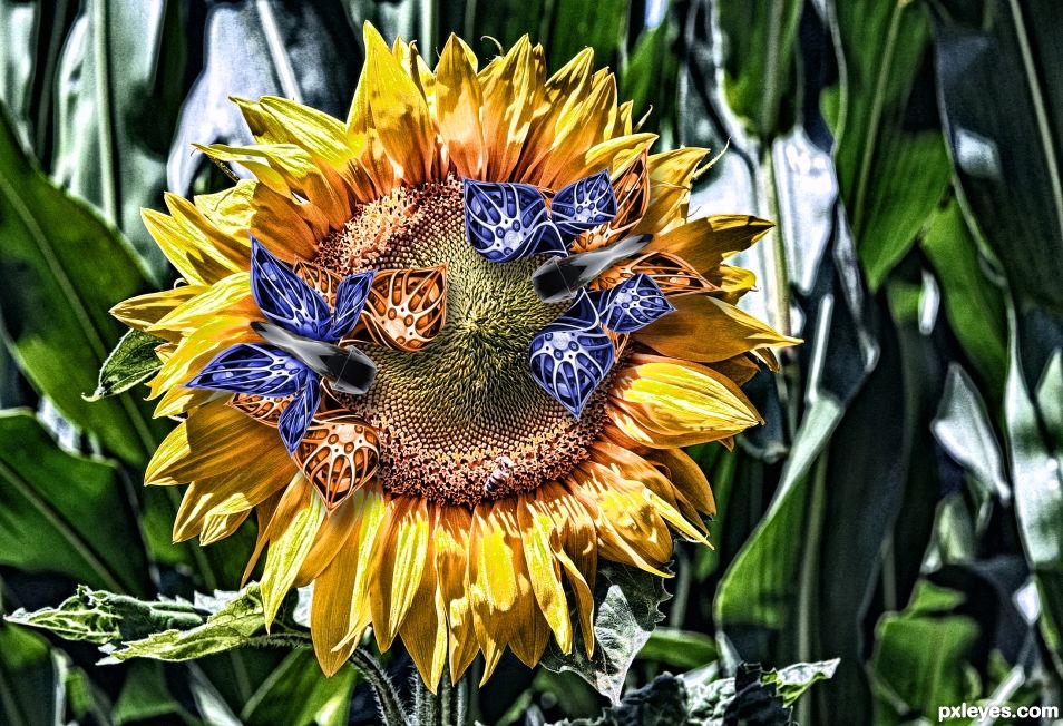 Sunflowerflies