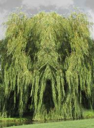 Creeping Willow
