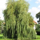 wheeping willow photoshop contest