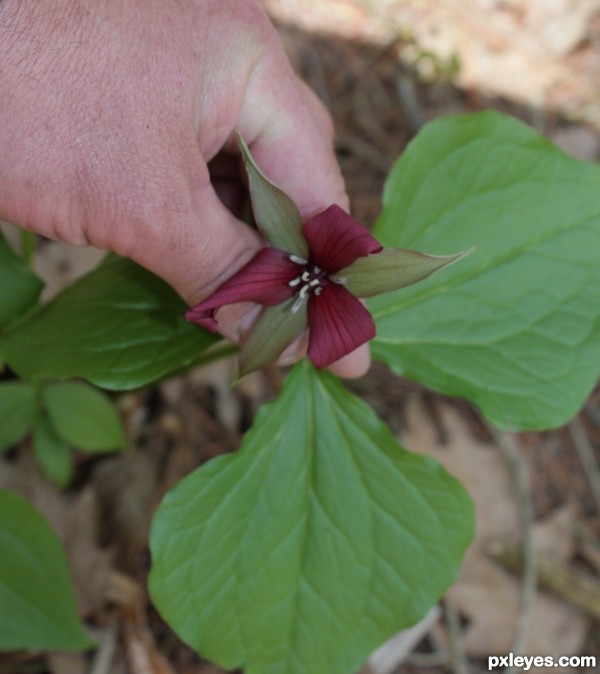 Ontario, Canada (Trillium)